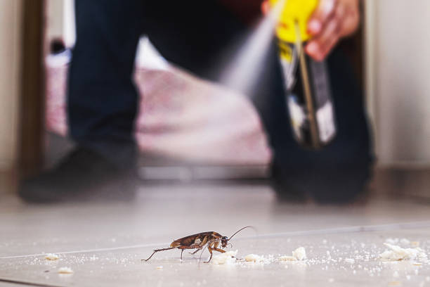 Best Local Pest Control Services  in Yankton, SD